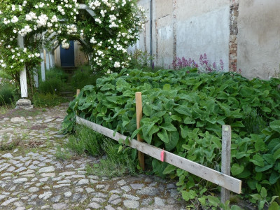 salviasclarea.jpg