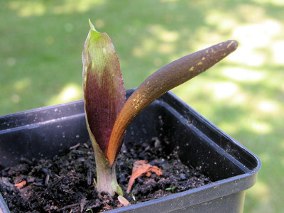 Biarum_spruneri_u.jpg