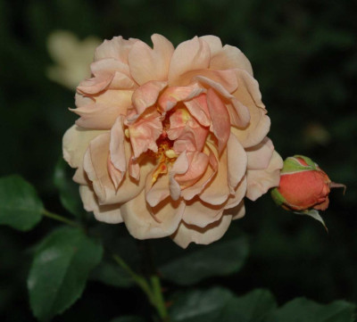 A4167a_Large.JPG