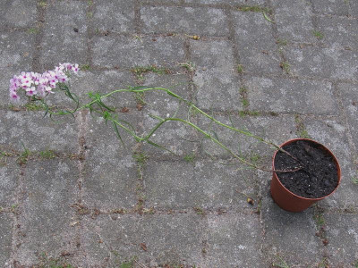 Phlox pilosa slg ganz.JPG