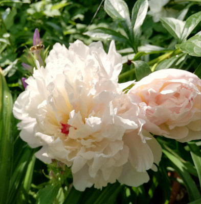 IMG_20190610_093509.jpg