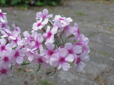 Phlox pilosa slg Blüte.JPG