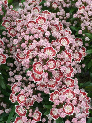 Kalmia %22Minuet%22 IMG_3466.jpg