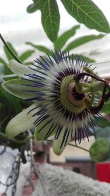 Passionsblume.jpeg