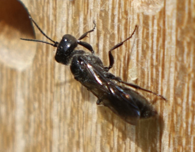 biene20.jpg