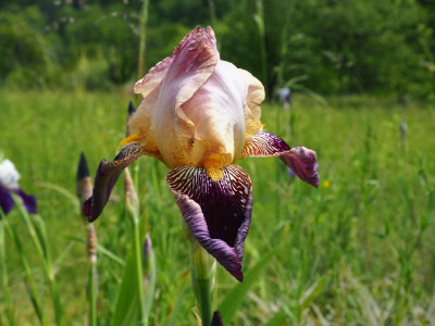Iris Juhrs nicht Margot Holmes P5240005.JPG