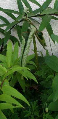 speciosum2.jpg