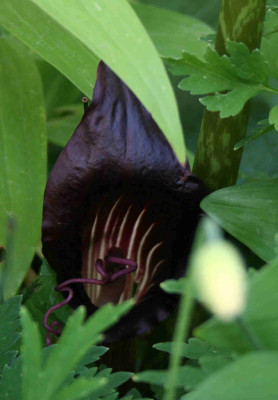 speciosum.jpg