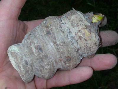 speciosum3.jpg