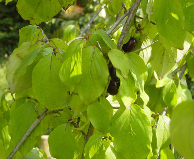 Cornus-Blaetter-Kirschen-0k.jpg
