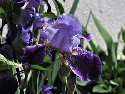 irisaltblau1.img.JPG