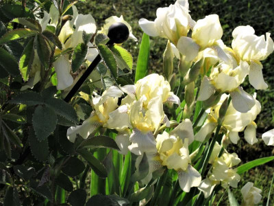 irisflavescens.img.JPG