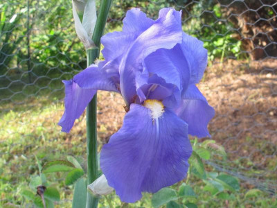 irispallida.img.JPG