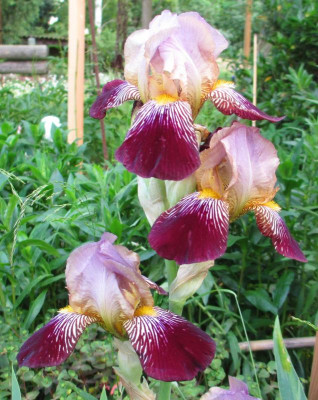Iris_Ilsan_0720k.jpg