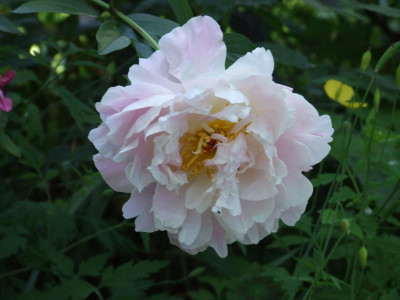DSCF6508.JPG