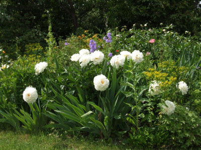 DSCF6522.JPG
