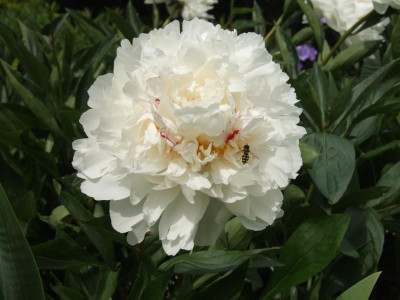 DSCF6525.JPG