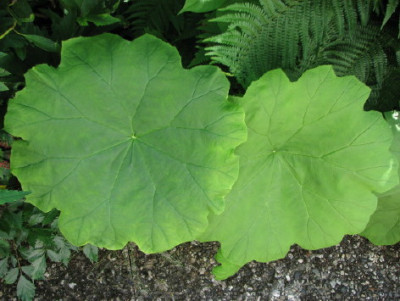 Astilboides_tabularis_80.jpg