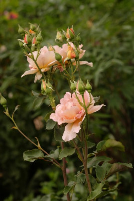 R.Julias Rose.JPG
