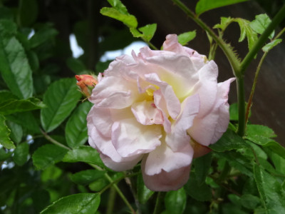gislaine de feligonde.JPG