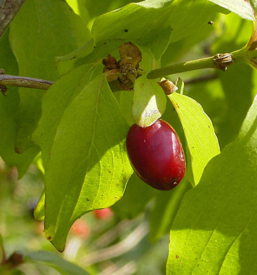 Cornus-Blatt-Kirsche-0k.jpg