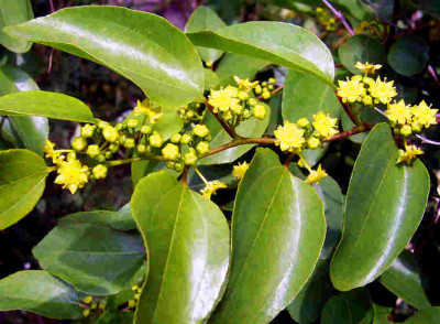 Paliurus-spina-christi.jpg