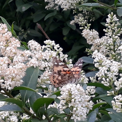 rps20190610_192301.jpg