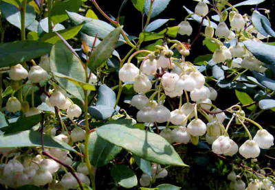 Zenobia-pulverulenta-Blue-Sky.jpg
