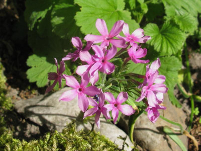 Phlox pilosa 1.JPG