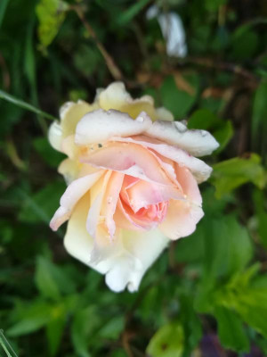 IMG_20190610_094811.jpg