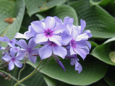 Phlox pilosa Moody Blue.JPG