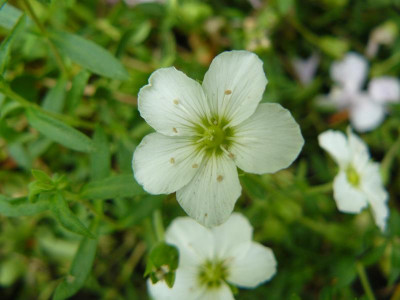 Arenaria montana Berg Sandkraut.jpg