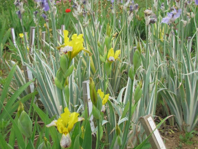 Iris variegata 1.jpg