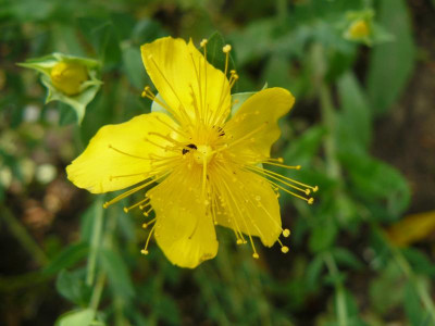 Hypericum olympicum Zwerg Johanniskraut.jpg