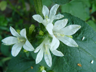 Campanula glomerata 'Alba' Knäul Glockenblume.jpg