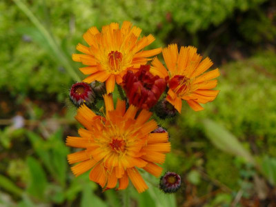 Hieracium aurantiacum  Orangefarbige Habichtskraut.jpg