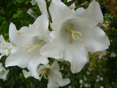 Campanula persicifolia 'Grandiflora Alba'. Pfirsichblättrige Glockenblume.jpg