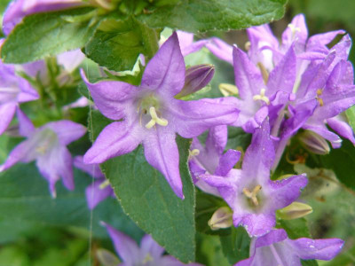 Campanula glomera Freya Knäul Glockenblume.jpg