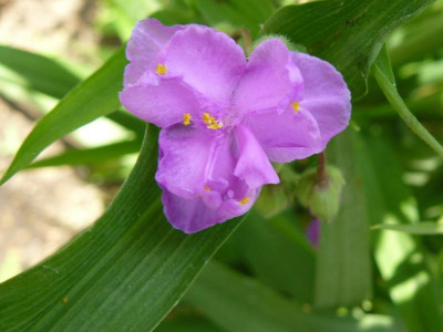 Tradescantia Dreimasterblume Helllila.jpg