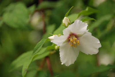 Edelbauernjasmin.jpg