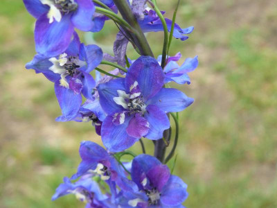Delphinium Rittersporn Violettblau.jpg