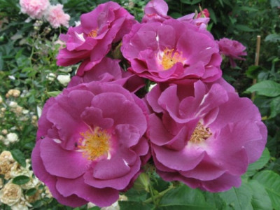 Rhapsody_in_Blue_11.jpg