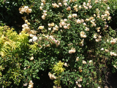 DSCF6504.JPG