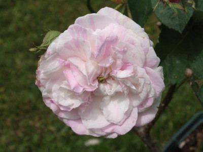 DSCF6515.JPG