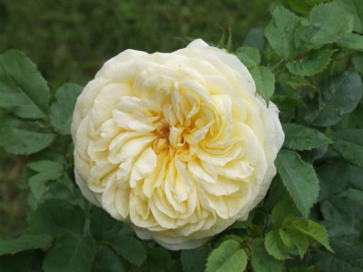DSCF6497.JPG