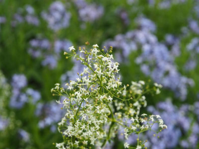 Galium mollugo Wiesen-Labkraut P6090012.JPG