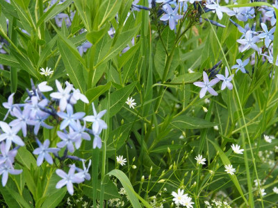 Stellaria graminea Gras-Sternmiere P6090013.JPG