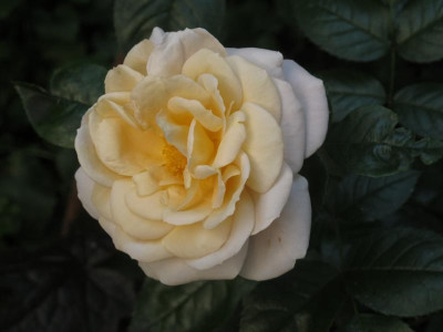 lionsrose1.img.JPG