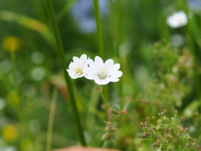 Geranium molle Weicher Storchschnabel P6090016.JPG