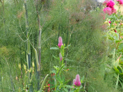 Trifolium rubens Purpur-Klee P6090019.JPG